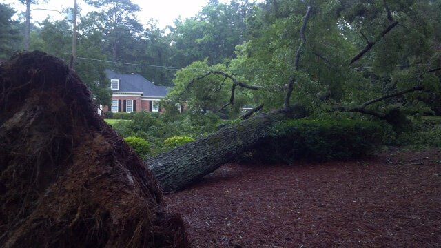 Tree Removal Augusta, GA