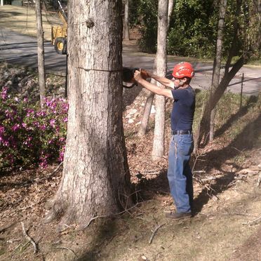 Tree Removal Augusta, GA