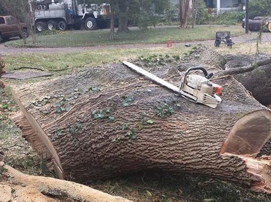 Tree Removal Augusta, GA