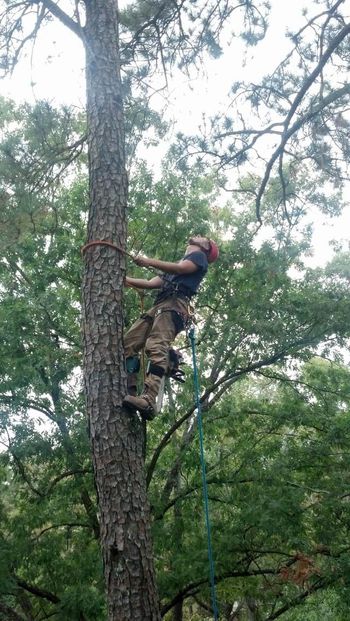 Tree Service Augusta, GA